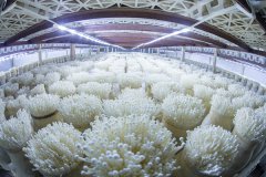 有關食用菌培育室設計探討