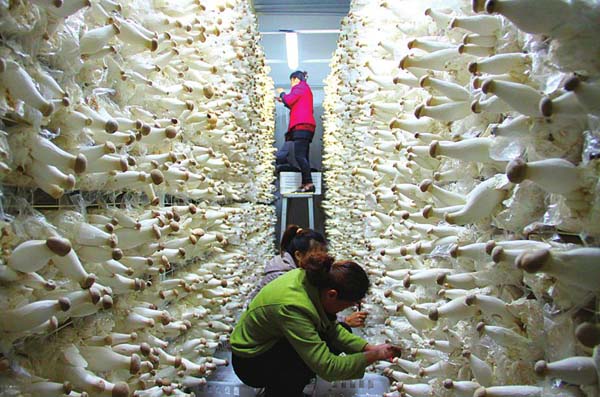 食用菌凈化工程驗收